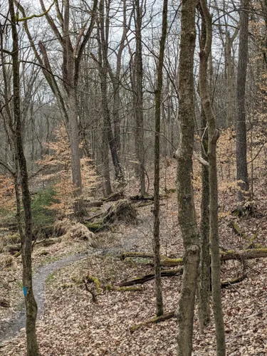 boyce park mountain bike trails