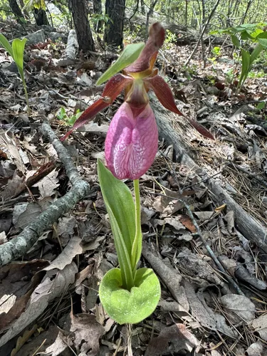 Best Forest Trails in McAfee Knob Trailhead | AllTrails