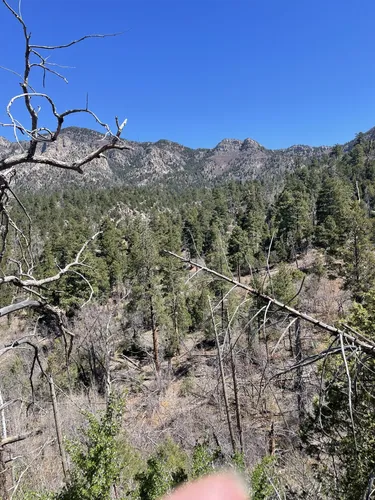 Best Forest Trails in Elena Gallegos Picnic Area/Albert G. Simms Park ...