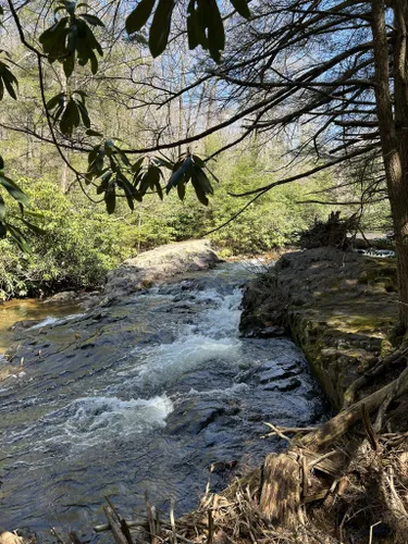 10 Best Walking Trails in Natural Lands' Bear Creek Preserve | AllTrails