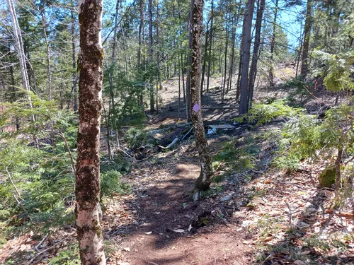 Best Hikes and Trails in East Windham Conservation Area | AllTrails