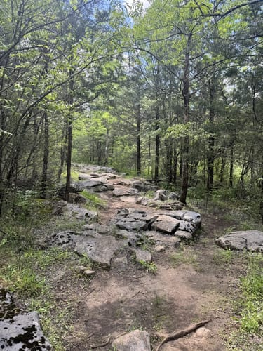 Photos of Shutes Branch Mountain Bike Trail Tennessee AllTrails