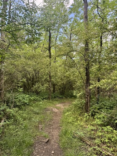 Photos of Shutes Branch Mountain Bike Trail Tennessee AllTrails