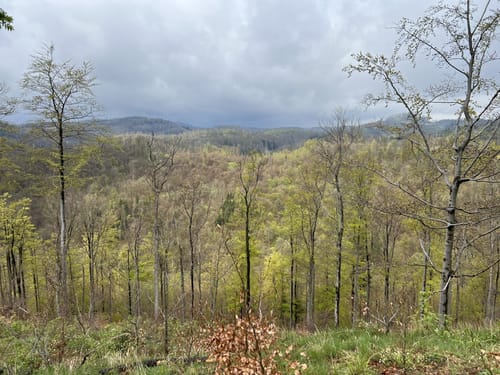 Großer Hohegeißer Rundweg