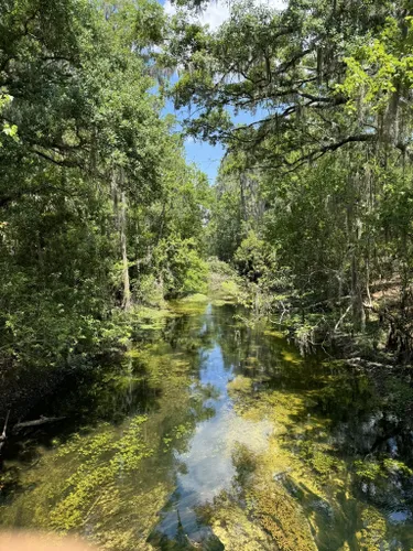 Best Forest Trails in Shingle Creek Regional Park | AllTrails