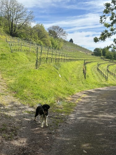 Von St. Martin zur Kropsburg