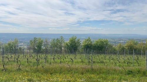 Rauenthaler Spange (Premiumwanderweg)