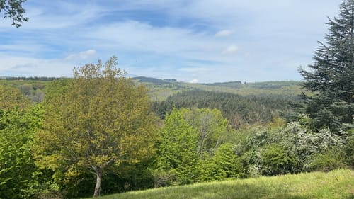 Rauenthaler Spange (Premiumwanderweg)