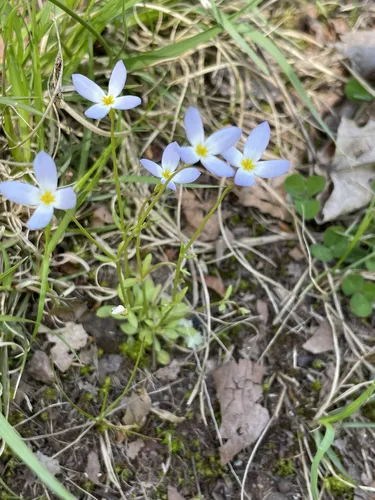 Best Wheelchair Friendly Trails - EyJidWNrZXQiOiJhc3NldHMuYWxsdHJhaWxzLmNvbSIsImtleSI6InVwbG9hZHMvcGhvdG8vaW1hZ2UvNzM1ODc5MTkvNjEyNzVmYThhYzc2OTgwNDIwYmM2ZDIwZTdkNTMyMmMuanBnIiwiZWRpdHMiOnsidG9Gb3JtYXQiOiJ3ZWJwIiwicmVzaXplIjp7IndpZHRoIjo1MDAsImhlaWdodCI6NTAwLCJmaXQiOiJpbnNpZGUifSwicm90YXRlIjpudWxsLCJqcGVnIjp7InRyZWxsaXNRdWFudGlzYXRpb24iOnRydWUsIm92ZXJzaG9vdERlcmluZ2luZyI6dHJ1ZSwib3B0aW1pc2VTY2FucyI6dHJ1ZSwicXVhbnRpc2F0aW9uVGFibGUiOjN9fX0=