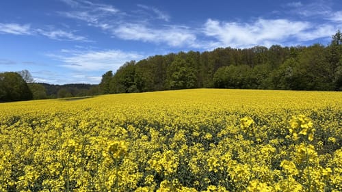 Neckarsteig Etappe 3: Neckarsteinach - Hirschhorn