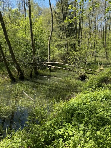 Herzog-Jäger-Pfad (Premiumwanderweg)