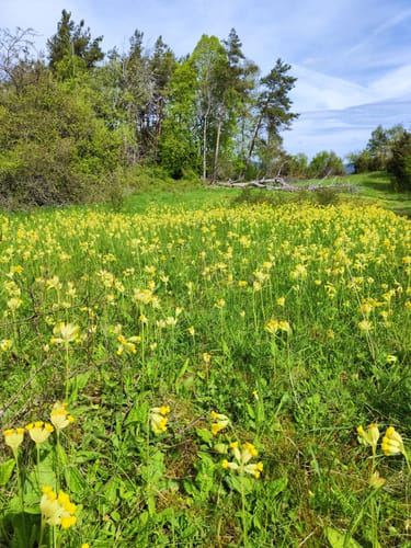 Wacholderpfad Roßbach P9 (Premiumwanderweg)
