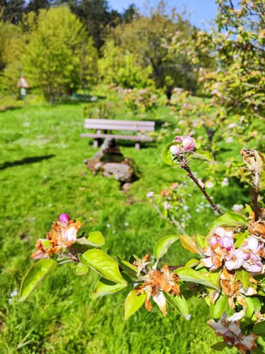 Wacholderpfad Roßbach P9 (Premiumwanderweg)