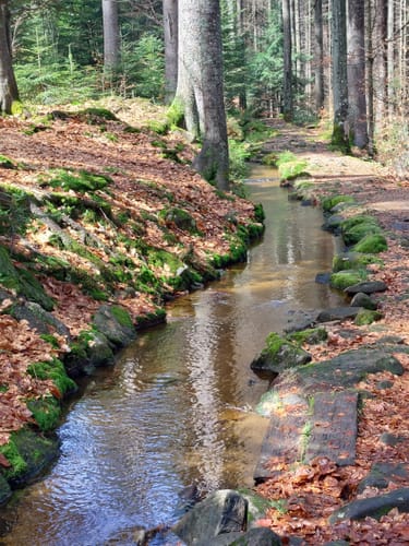 Ochseneben Trail
