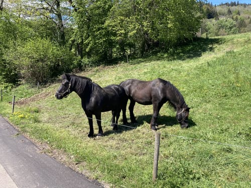 Berlachen Rechtenbach