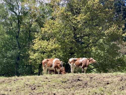 Berlachen Rechtenbach