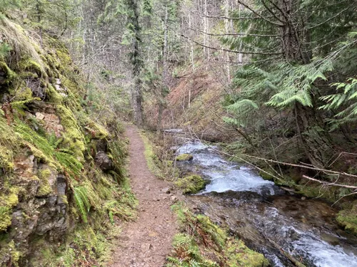 10 Best Kid Friendly Trails In Idaho Panhandle National Forest | AllTrails