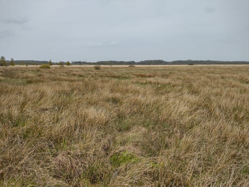 Wildes Moor bei Schwabstedt