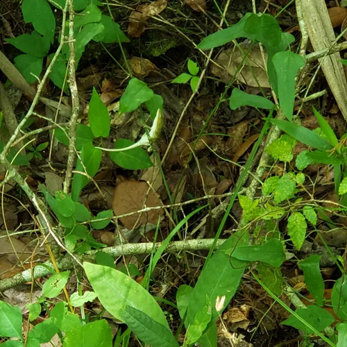 Best Mountain Biking Trails in Zephyrhills AllTrails