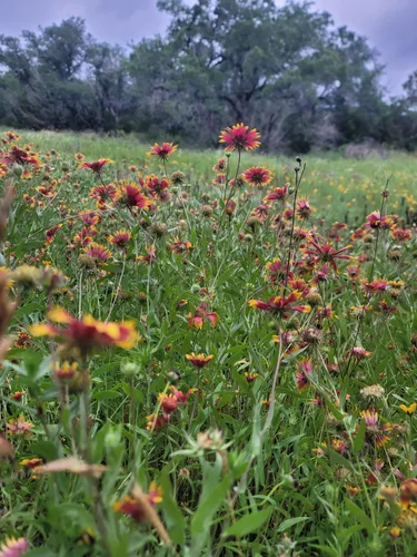 Best River Trails in McKinney Falls - EyJidWNrZXQiOiJhc3NldHMuYWxsdHJhaWxzLmNvbSIsImtleSI6InVwbG9hZHMvcGhvdG8vaW1hZ2UvNzM2ODcyOTIvZjQxYmRmNzA1MzlhZmFiYWU5NGM2NjEzZTM3MDNhOTIuanBnIiwiZWRpdHMiOnsidG9Gb3JtYXQiOiJ3ZWJwIiwicmVzaXplIjp7IndpZHRoIjo1MDAsImhlaWdodCI6NTAwLCJmaXQiOiJpbnNpZGUifSwicm90YXRlIjpudWxsLCJqcGVnIjp7InRyZWxsaXNRdWFudGlzYXRpb24iOnRydWUsIm92ZXJzaG9vdERlcmluZ2luZyI6dHJ1ZSwib3B0aW1pc2VTY2FucyI6dHJ1ZSwicXVhbnRpc2F0aW9uVGFibGUiOjN9fX0=