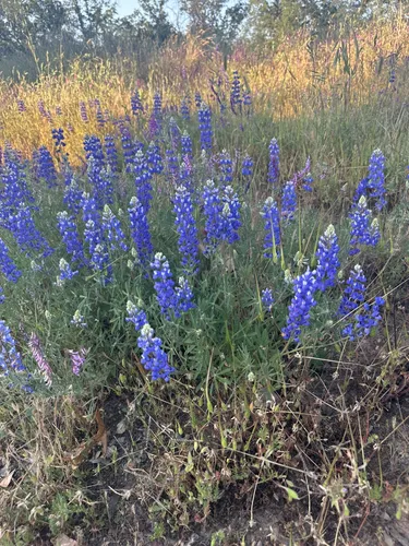 Maidu Regional Park Soccer Fields