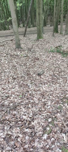 Rundwanderweg A3: Preußisch Oldendorf-Holzhausen