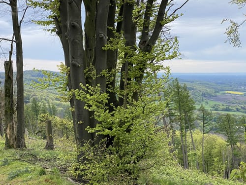 Hermannsweg Etappe 5: Borgholzhausen - Bielefeld
