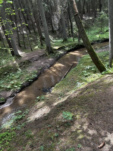 Nesselmühle - Naturlehrpfad - Nessenbach