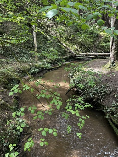 Nesselmühle - Naturlehrpfad - Nessenbach