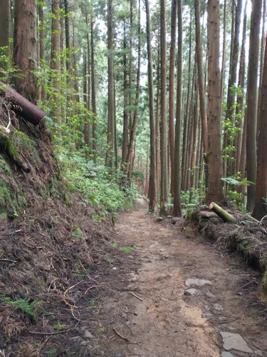 Best Views Trails in Reserva Natural do Pico da Vara | AllTrails