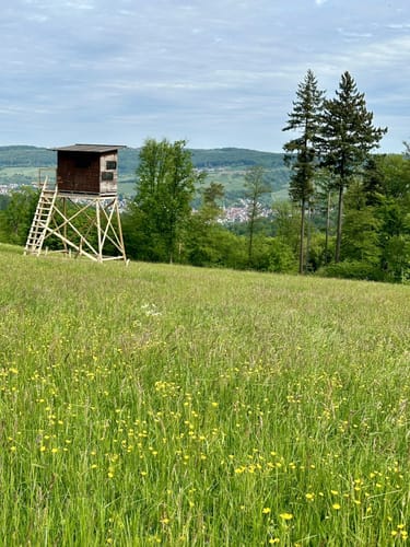 Kleine Waldwanderung rund um Manolzweiler