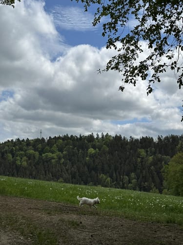 Pfreimdtal Uferpfad