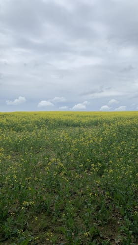Alemannenweg Etappe 1: Erbach - Reichelsheim