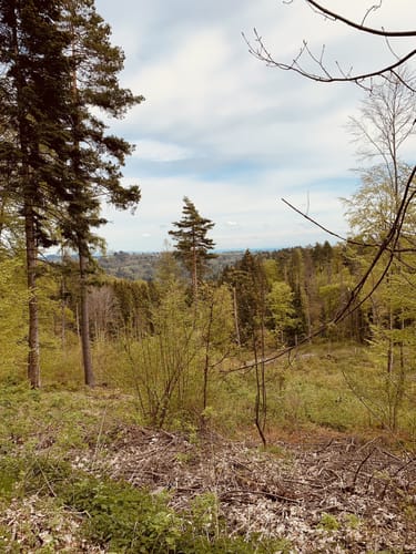 Uhustein ab Höchenschwand