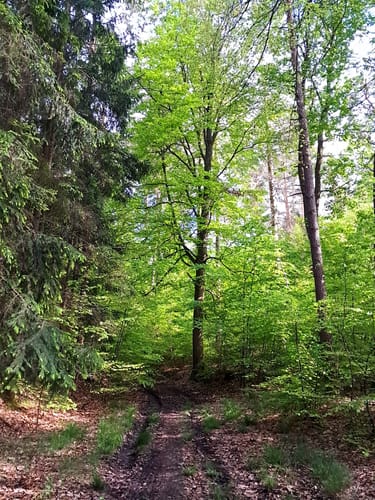 Obersteinbach nach Frankfurt über Thierberg