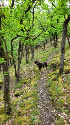Kondertal entlang des Eschbach