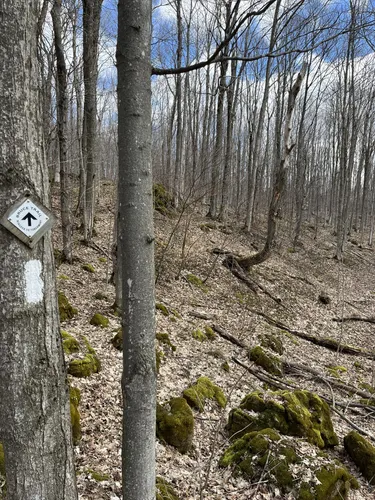 Best Bird Watching Trails in Pretty River Valley Provincial Park
