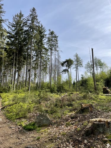 Kirchenlamitz - Wackelstein - Schönburgwarte Rundwanderung
