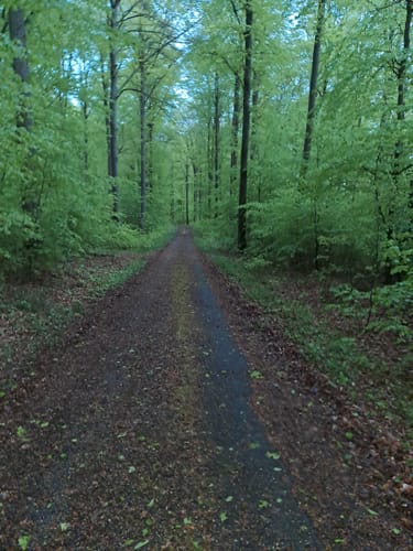 Im Wald bei Sinsheim