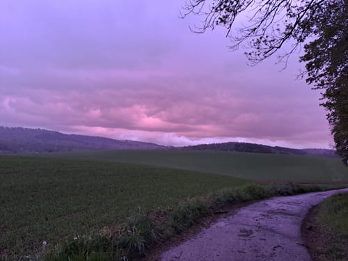 Im Wald bei Sinsheim
