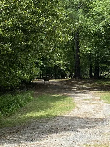 Best Short Trails in Ocmulgee Mounds National Historic Park | AllTrails