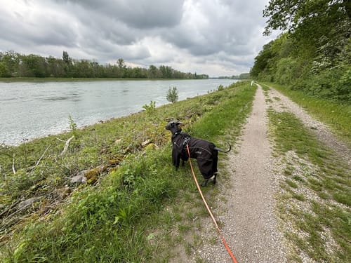 Auf dem Damm am Rhein: Um die Ketscher Rheininsel