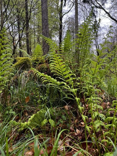 Wanderung in der Dübener Heide