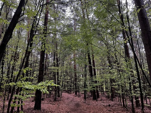 Wanderung in der Dübener Heide