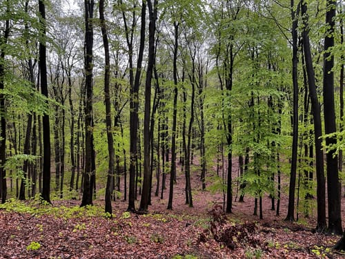 Wanderung in der Dübener Heide