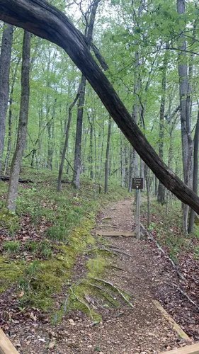 Timberland Park Trails