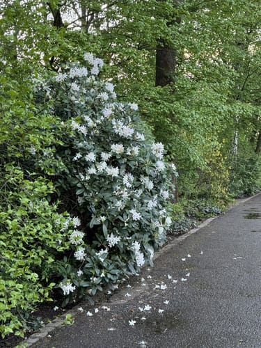 Durch den Volkspark in Kaiserslautern