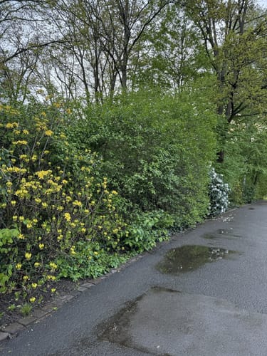 Durch den Volkspark in Kaiserslautern