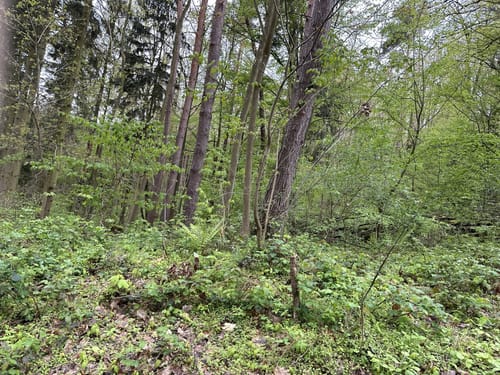 Eisenberger Mühltal Rundweg