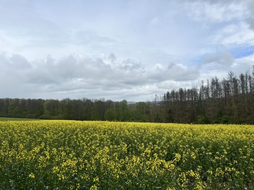 Remmesweiler - Habenichts
